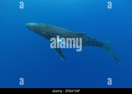 Mutterpottwal (Megaptera novaeangliae) schwimmt unter Wasser in der Nähe der Insel Vavau in Tonga Stockfoto