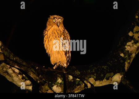 Buffy-Fisch-Eule sitzt nachts auf einem Ast in Borneo, Malaysia Stockfoto