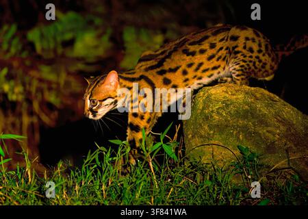 Leopardenkatze geht nachts im Wald in Borneo, Malaysia im Mondlicht Stockfoto