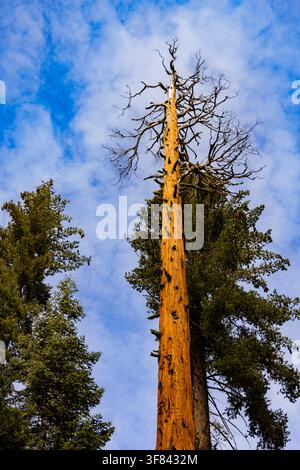 Hohe Bäume strecken sich in Sequoia National Park nach dem Himmel aus, mit Blick auf den blauen Himmel und die Wolken in Kalifornien Stockfoto
