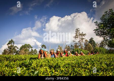 Teepflückerinnen arbeiten unter blauem Himmel in einer Teeplantage in Sri Lanka während der Tageslichtstunden Stockfoto