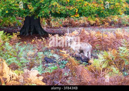 Junger Rehbock geht während der Brunftzeit durch das Parkland in Kent, England Stockfoto