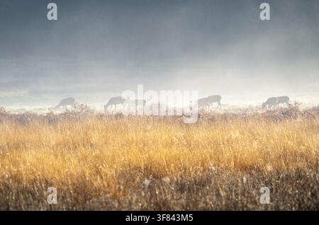 Herd rotwild grast im Morgennebel im Richmond Park in London, England Stockfoto