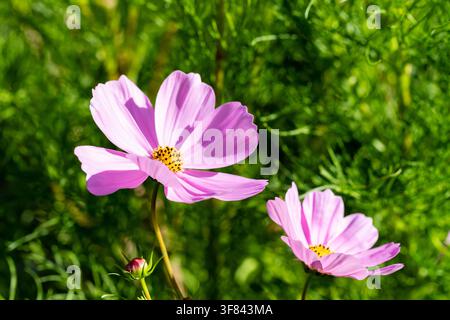 Cosmos Bipinnatus Blumen rosa Stockfoto