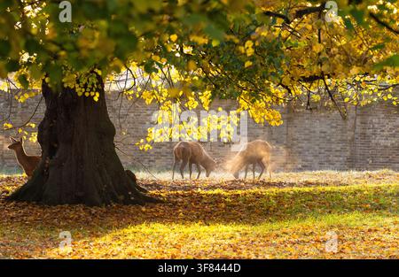 Zwei Rotwild-Hirsche kämpfen während der Brunftzeit im Bushy Park, London, England Stockfoto