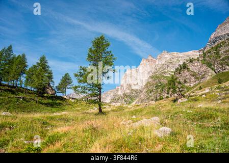 Sonnenbeschienene alpine Weide mit verstreuten Lärchen in einem Hochgebietsgebiet Italiens Stockfoto