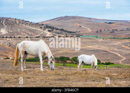 Pferde grasen auf einer Wiese auf der Insel Porto Santo, bekannt für Reitaktivitäten in Madeira, Portugal Stockfoto
