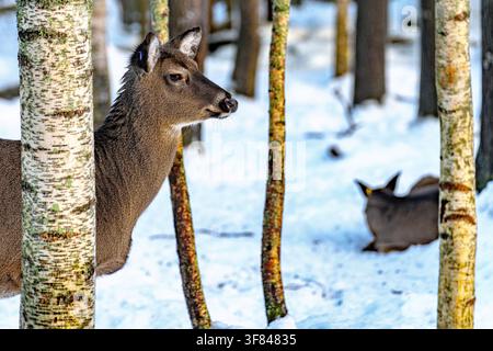 Hirsch bewegt sich durch einen schneebedeckten Birkenwald in der Wintersaison von Lappland Finnland während der Tagesstunden Stockfoto