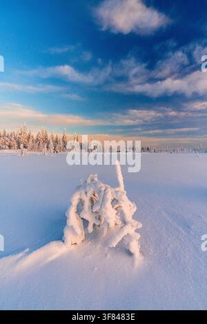 Isolierter gefrorener Baum in einer schneebedeckten Landschaft des borealen Waldes in Finnland im Winter Stockfoto