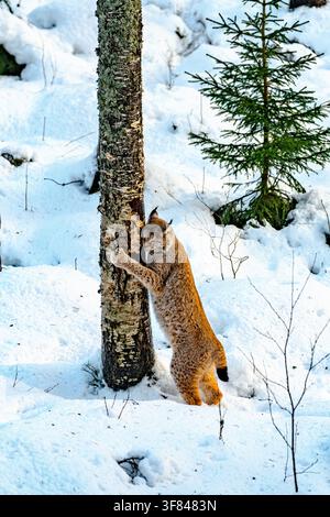 Lynx putzt sich im schneebedeckten Wald während des Winters in der Wildnis Finnlands Stockfoto