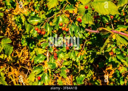 Hellrote Beeren und grüne Blätter auf einem Weißdornstrauch in einer ländlichen Gegend. Sonnenlicht betont die natürlichen Herbstfarben. Stockfoto