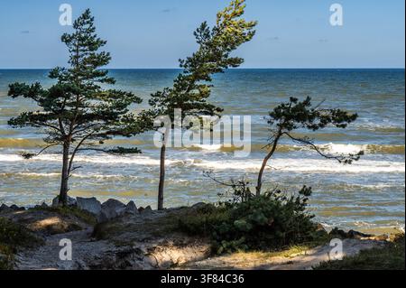 Scenische Ostseeküste mit windgebeugten Kiefern, die an einem felsigen sandigen Ufer wachsen, brechende Wellen, blauer Himmel mit Wolken, Sommertag Stockfoto