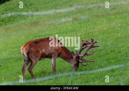 Rotwild-Hirsch mit großen Samtgeweihen, der auf grüner Grasweide grast, Pfander Stockfoto