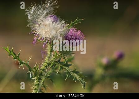 Distel mit lila Blüten und weißen Samenständen Stockfoto