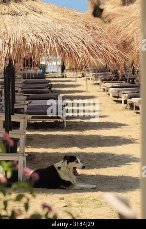 Sommerurlaub und Entspannung an einem Sandstrand, ein Hund gähnt im Schatten eines Strohdaches. Reihen leerer Sonnenliegen säumen den Strand, schaffend Stockfoto