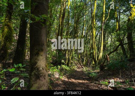 Sonnenbeschienener Pfad, der sich zwischen moosbedeckten Lorbeerstämmen in einem dichten Laurisilva-Wald in Teno, Teneriffa, windet Stockfoto