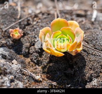 Orangen-grüne Aeonium-Rosette, die auf vulkanischem Boden zwischen Moos in Teno, Teneriffa, wächst Stockfoto