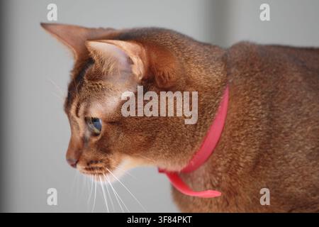 Detailliertes Seitenporträt einer schlanken Abessinierkatze mit rotem Halsband, Haustier in Lettland. Stockfoto
