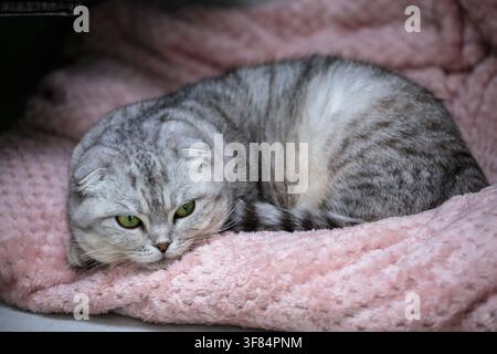 Nahaufnahmeporträt einer schönen grauen Scottish-Fold-Katze mit großen goldenen Augen, Haustier in Riga, Lettland. Stockfoto