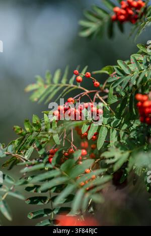 Vogelbeeren Sorbus aucuparia im Sonnenuntergang Stockfoto