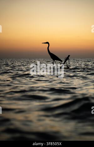 Ein vertikales Foto, das die Silhouette eines Reihers zeigt, der auf einem Treibholzstück mitten im Ozean steht. Die Szene wurde während der Su Stockfoto