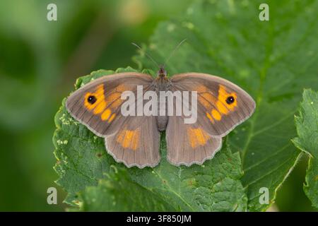 Weibchen des Braunen Waldkätzchens (Maniola jurtina) auf einem grünen Blatt sitzend, gefunden im Steigerwald in Bayern, Deutschland Stockfoto