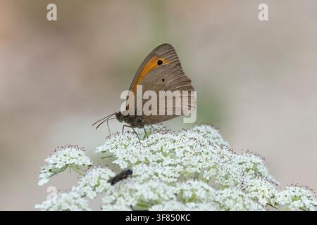 Brauner Waldkaiser (Maniola jurtina) sitzt auf einer weißen Doldengewächs-Pflanze, gefunden im Steigerwald in Bayern, Deutschland Stockfoto