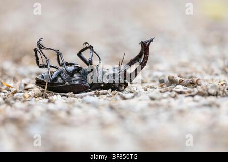 Europäischer Hirschkäfer oder Großer Hirschkäfer (Lucanus cervus) liegt tot auf dem Rücken nach einer langen Saison auf dem Boden im Steigerwald in Bayern, G Stockfoto