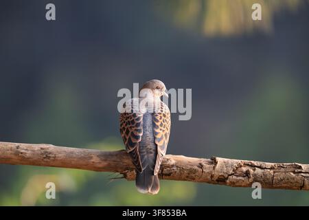 Eine Schildkröten-Taube, die im Morgenlicht auf einem Ast sitzt, mit einem gedämpften dunklen olivfarbenen Hintergrund. Stockfoto