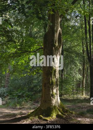 Ausgereifte Buche mit moosbewachsenen Wurzeln, die in einem sonnenbeschienenen Laubwald in West Woods, Wiltshire, England, UK, steht. Stockfoto
