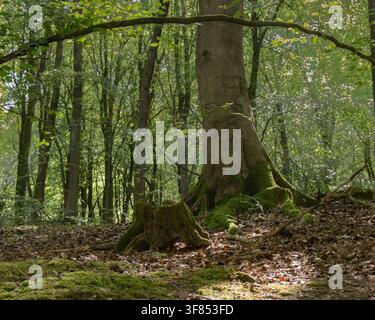 Reife Buche mit moosbewachsenen Wurzeln und einem verrottenden Stamm im sonnendurchfluteten Wald von West Woods, Wiltshire, England, UK. Stockfoto