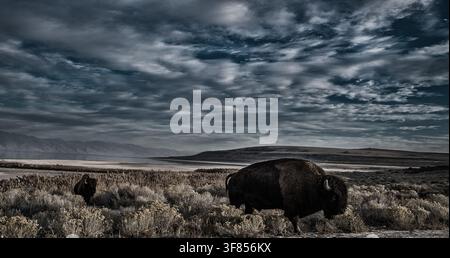 Amerikanischer Bison grast auf offenen Ebenen unter einem schweren dunklen Himmel. Stockfoto
