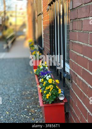 Fensterkisten mit gelben und violetten Blumen an einem roten Backsteingebäude neben einem schmalen Gehweg. Stockfoto