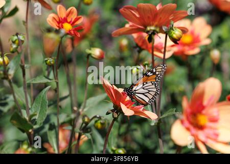 Monarchfalter, der an einer orangefarbenen Dahlienblüte in einem Garten füttert Stockfoto