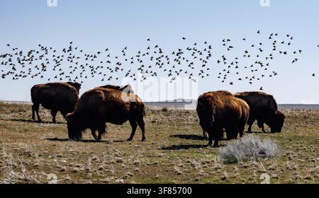 Herde von amerikanischen Bisons, die auf offener Grasland weiden, während eine große Vogelschar über ihnen fliegt. Stockfoto