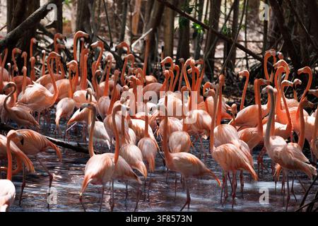 Große Schar rosa Flamingos, die sich im flachen Wasser zwischen Mangrovenwurzeln drängen. Stockfoto
