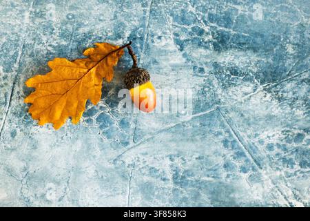 Einzige Eichel mit goldenem Eichenblatt auf blauem strukturiertem Hintergrund mit breitem Kopierraum für Herbsternte-Design Stockfoto