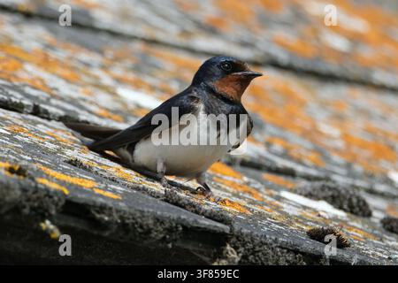 Dachschwalbe (Hirundo rustica) sitzt auf einem rustikalen Dach, das mit orangefarbenem Flechtenbewuchs bedeckt ist, Nahaufnahme-Porträt eines adulten Singvogels in einer natürlichen Umgebung Stockfoto