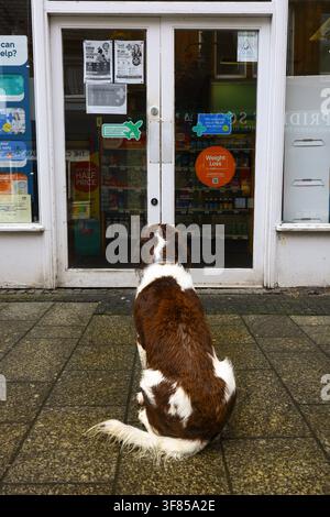 Englischer Springer Spaniel sitzt vor einer Apotheke in einer nassen Straße in Fort William, Schottland. Der nasse Hund wartet geduldig vor dem Geschäft Stockfoto