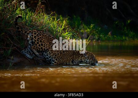 Jaguar, amerikanischer Jaguar (Panthera onca) trinkt, watet im Morgengrauen in einen schlammigen Fluss, Pantanal-Feuchtgebiet, Mato Grosso, Brasilien. Mächtiger Spitzenprädator Stockfoto