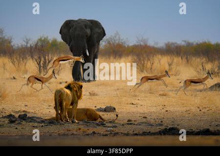 Afrikanischer Löwe Panthera leo, männlich, und Löwin ruhen sich in der Nähe eines Wasserlochs, während eine Herde Springböcke Antidorcas marsupialis an ihnen vorbeizieht und grast, Afrikanischer Elefant Loxodonta Stockfoto