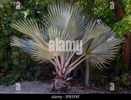 Eine Bismarck-Palme (Bismarckia nobilis), ein langsam wachsender Baum, der für seine auffälligen silberblauen Blätter bekannt ist. Stockfoto