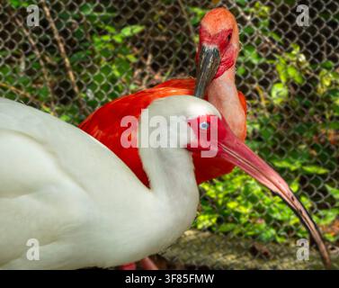 Ein Weißer Ibis (Eudocimus albus) und ein Scharlachibis Stockfoto