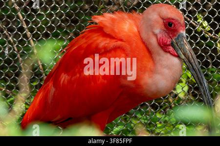 Dieser Vogel ist ein Scharlachsichler (Eudocimus ruber), Stockfoto