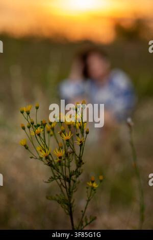Nahaufnahme von gelben Wildblumen auf einer sonnigen Wiese zur goldenen Stunde, mit einer sanft verschwommenen Person und warmem Bokeh im Hintergrund. Stockfoto