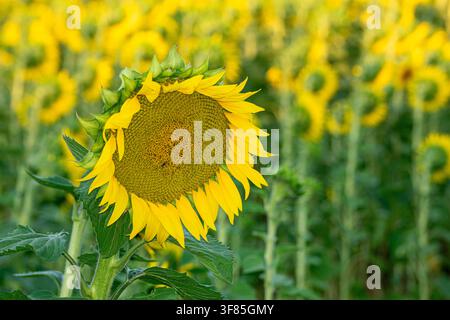 Detaillierte Aufnahme eines großen Sonnenblumenkopfs mit gelben Blütenblättern und grünen Blättern Stockfoto