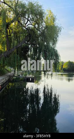 Großer Trauerweidenbaum, der einen ruhigen See mit klaren Wasserreflexionen überragt, und ein kleiner Holzsteg an einem sonnigen Sommermorgen. Stockfoto