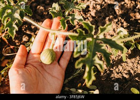 Hand, die junge Melonenfrucht an der Ranke über sonnenbeschienener Erde in einer Nahaufnahme im Gartenernte-Szenario hält, mit Melone, Frucht, Hand Stockfoto