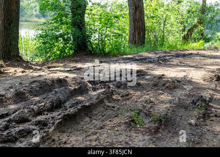 Muddy forest path enthält tiefe Reifenspuren auf nassem Boden. Bäume und dichte Vegetation umgeben die Spur. Sonnenlicht dringt durch das Laub. Stockfoto
