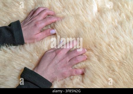 Menschliche Hände drücken sanft in einen flauschigen, hellfarbenen Schafsfellteppich Stockfoto